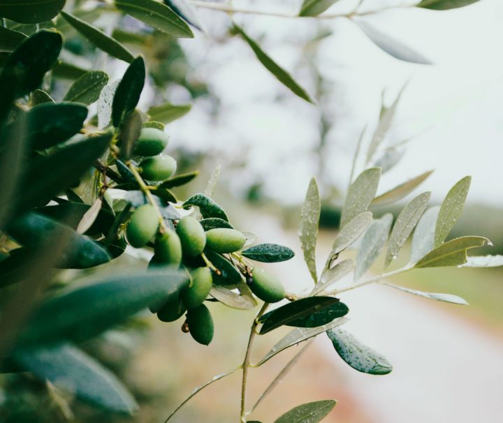 olive-harvest-palestine