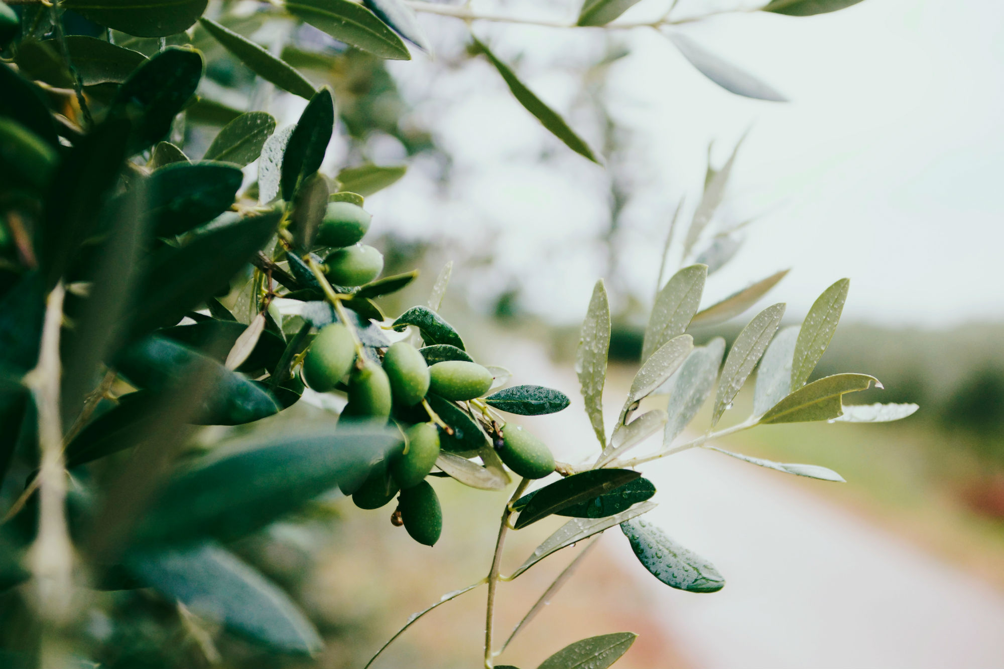Olive Harvest (19-27 OCT 2019)